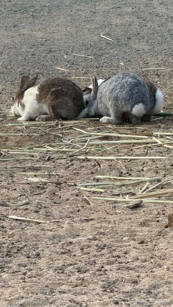 ارانب للبيع 0