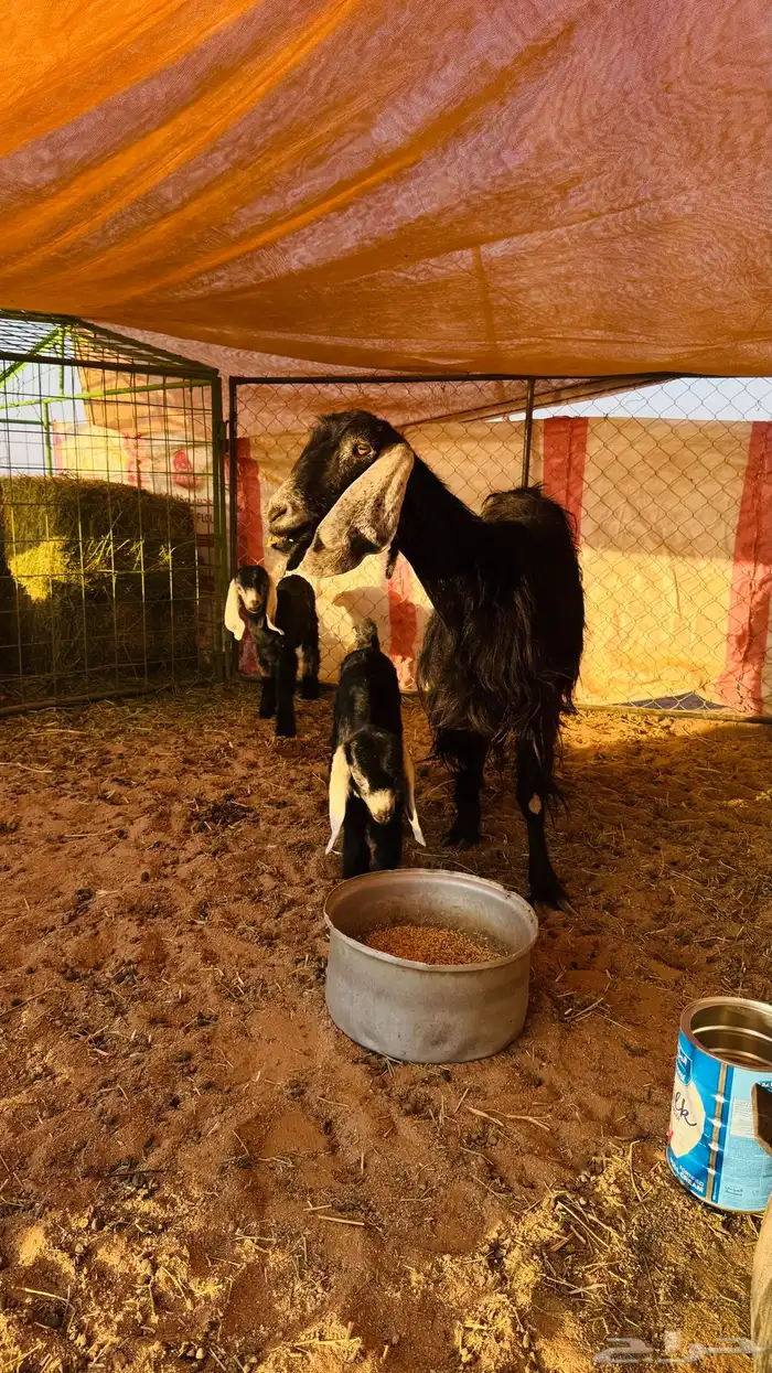 عنز والد تحتها ثنين 0