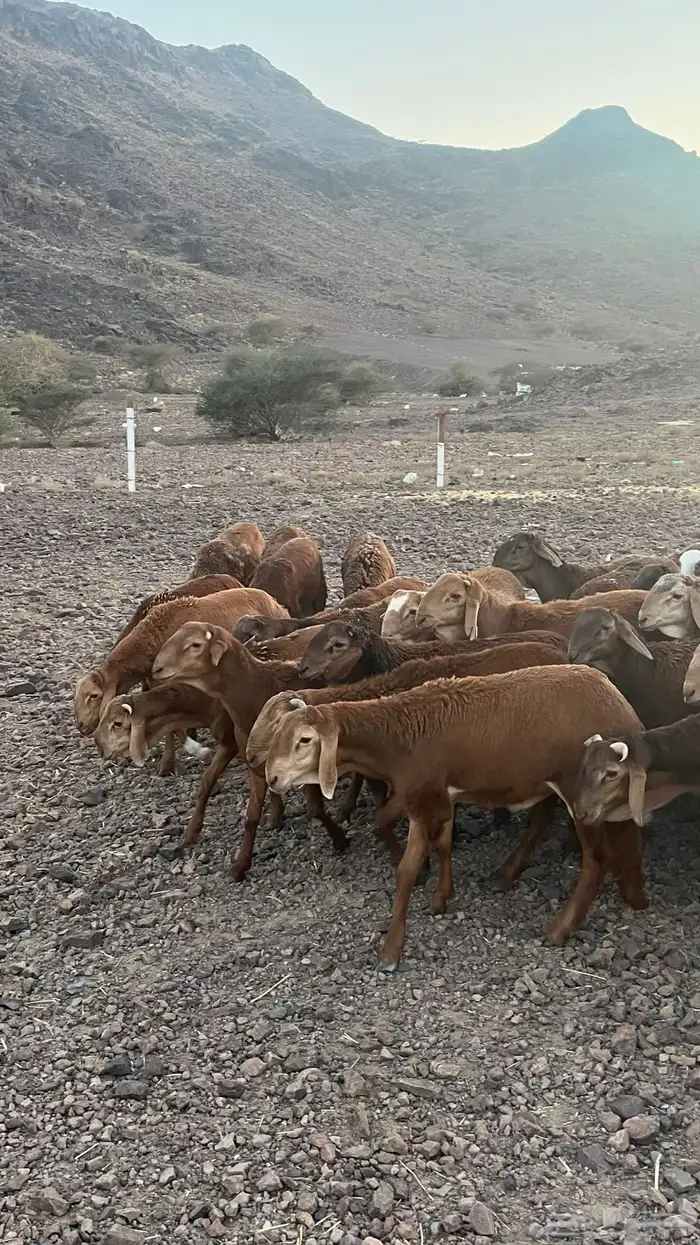 طليان سواكن حمري جادعان مرابى 18