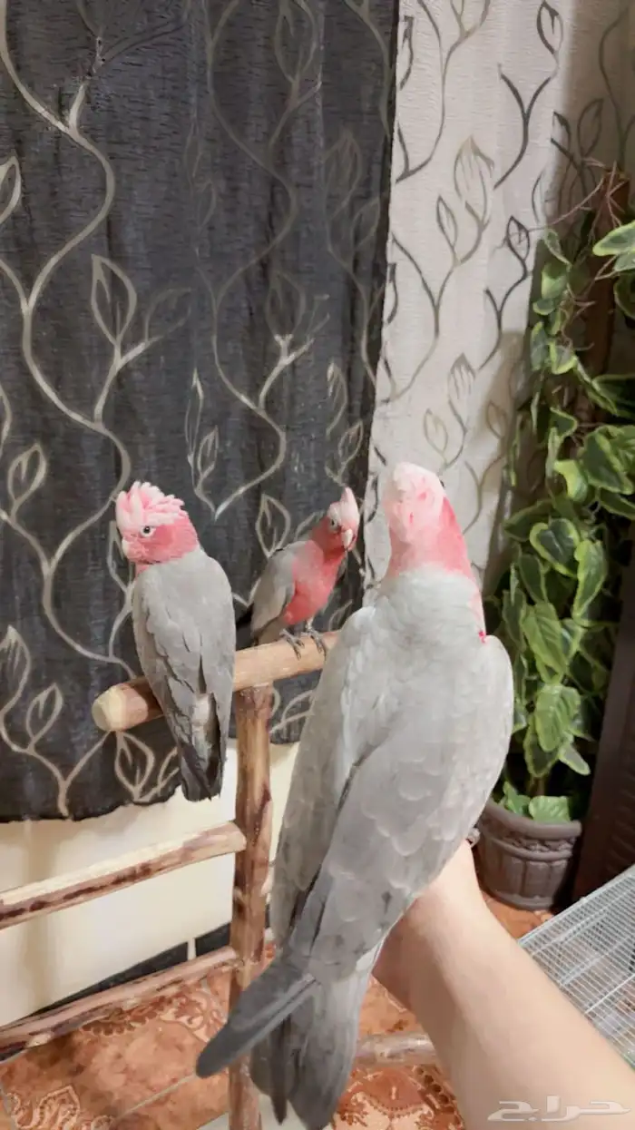 فروخ كوكاتو قالا تم البيع 1