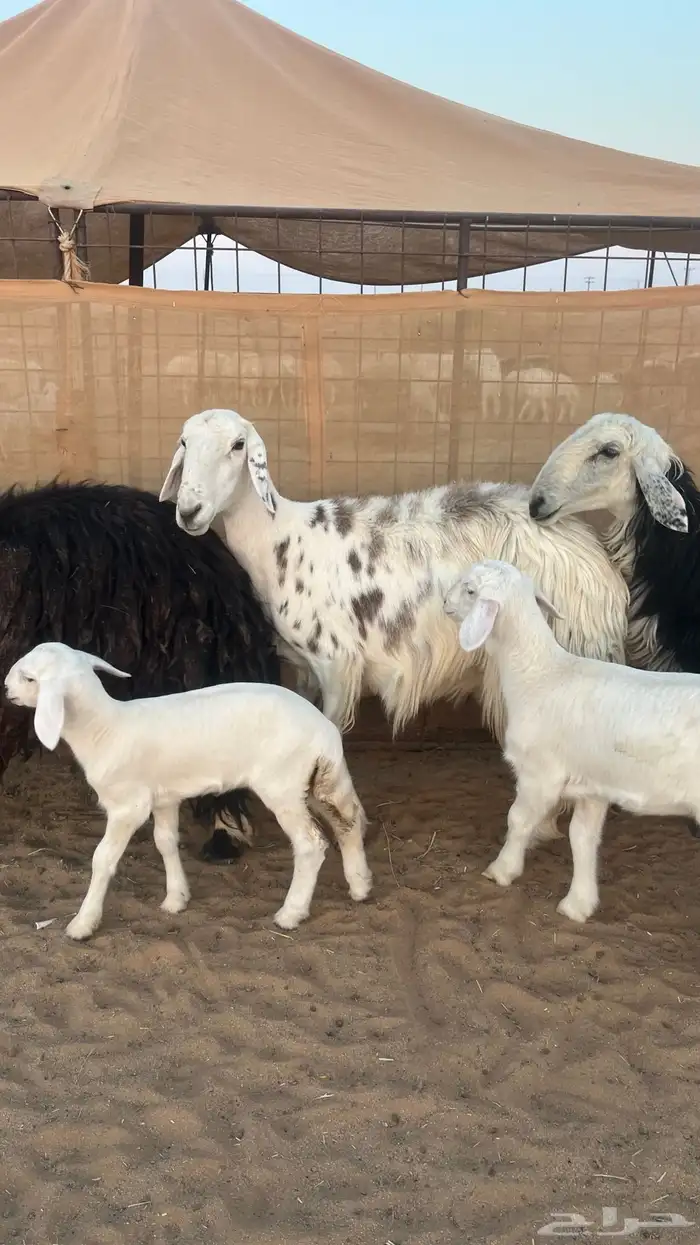 غنم نجد ولد 5
