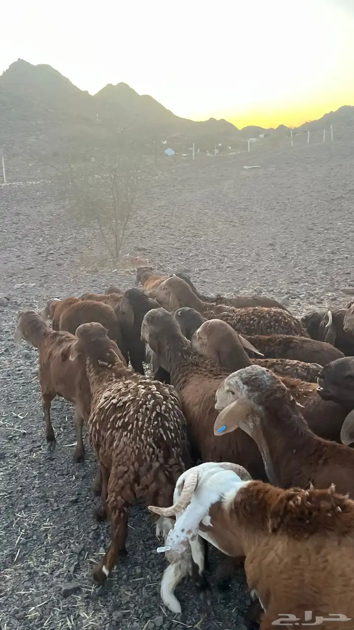 طليان سواكن حمري جادعان مرابى 5