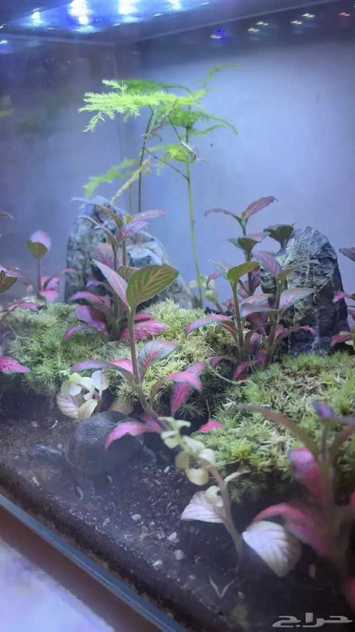 حوض زراعي تيراريوم 1