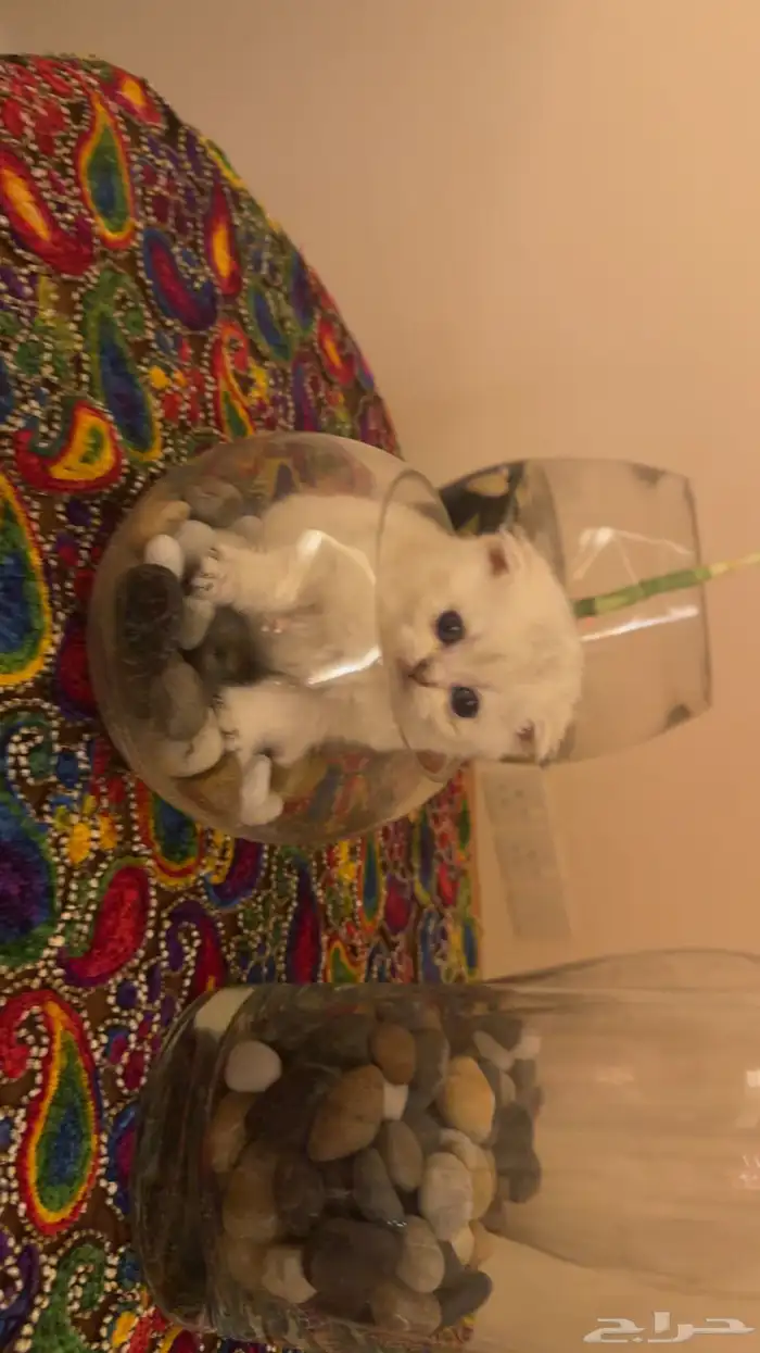 كتن سكوتش للبيع 3