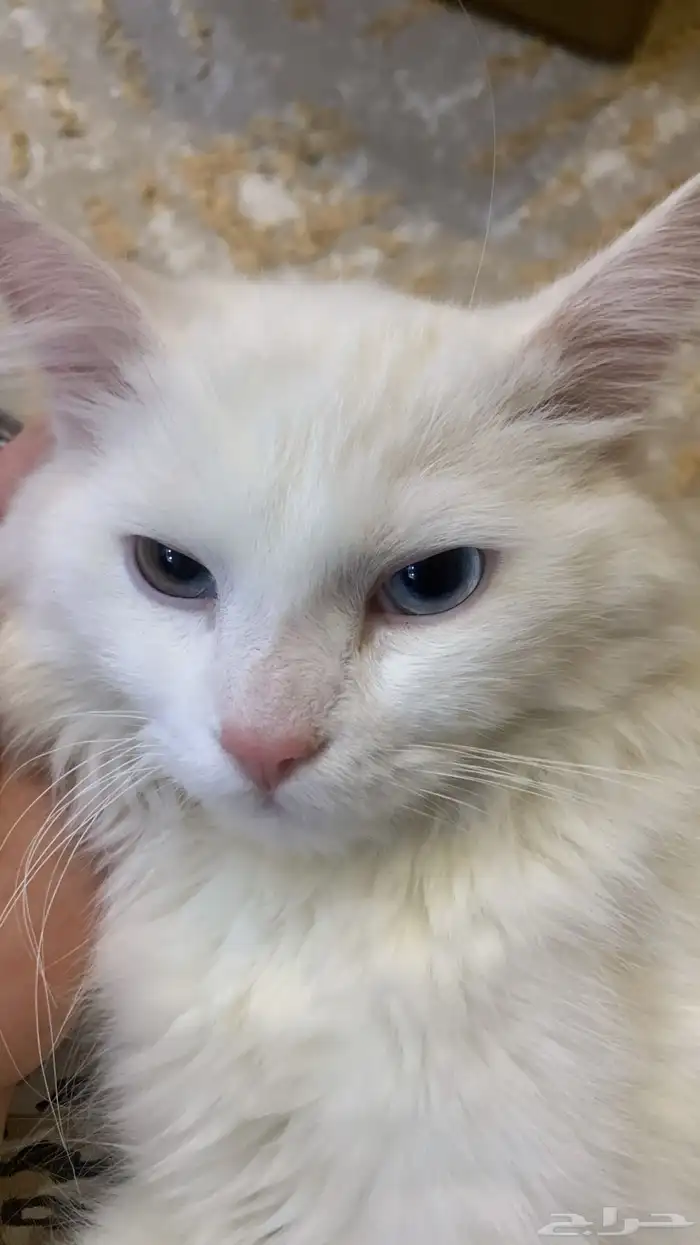 قط مفقود 3