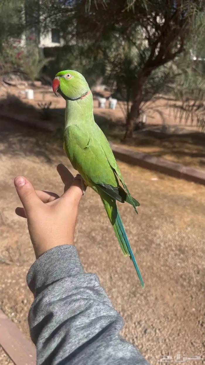 دره ذكر متلكم 1