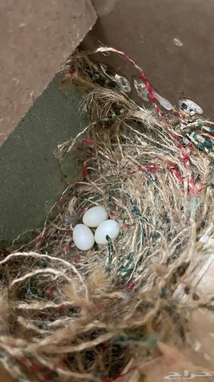 جوز زيبرا تحته بيض 8