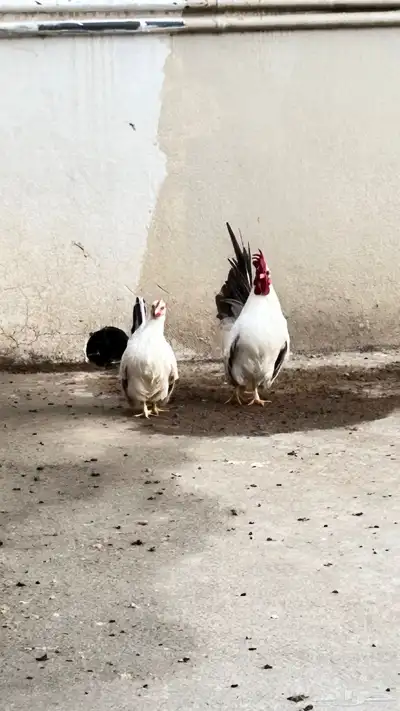 زوج دجاج اقزام جبانيز كلومبي منتج بفروخه index