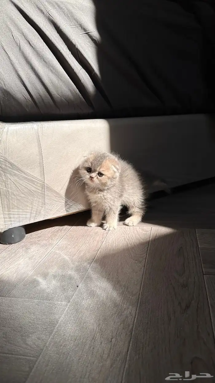 سكوتش فولد في غاية الجمال 0