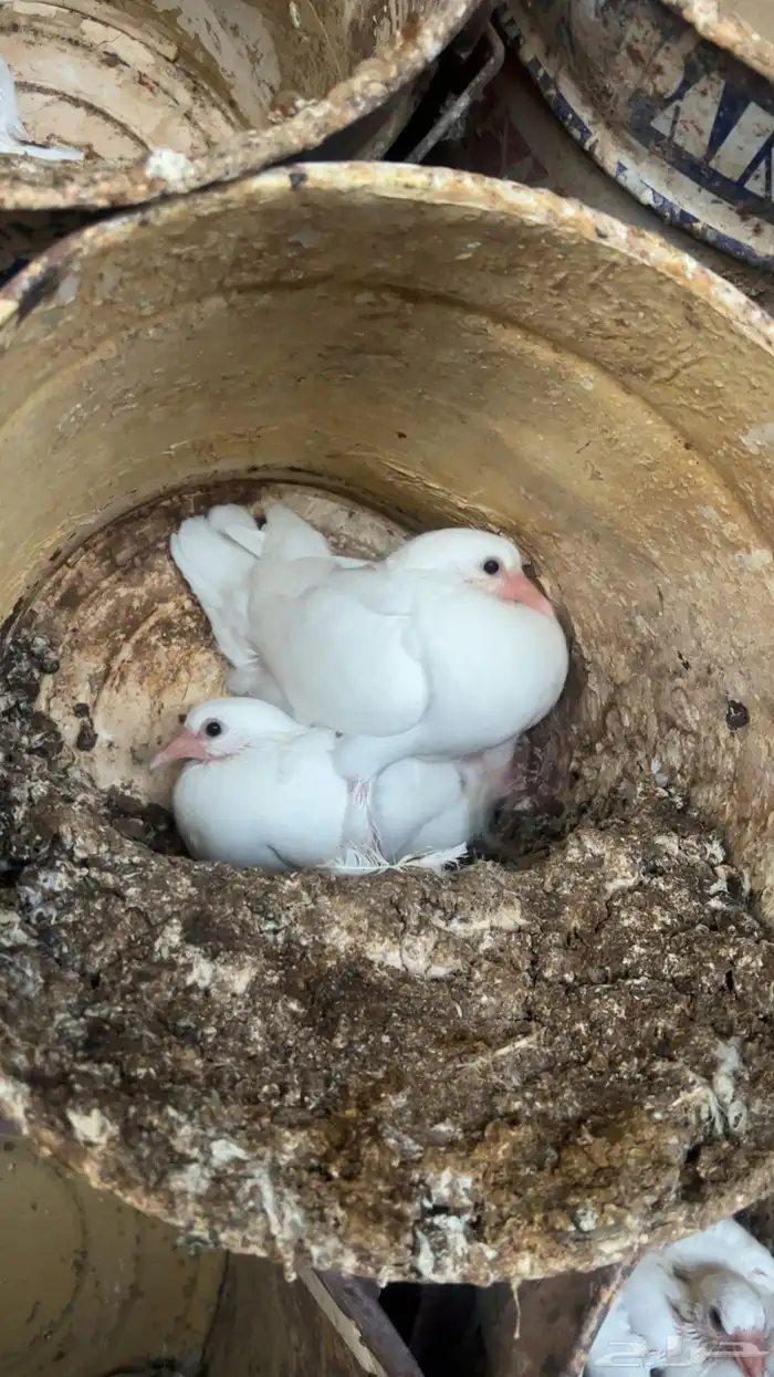 حمام زغاليل فرنسي و سلفر حجم كبير ومهات متوفر 3