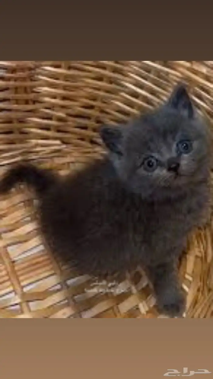 قطط سكوتش ستريت صغار للبيع 3