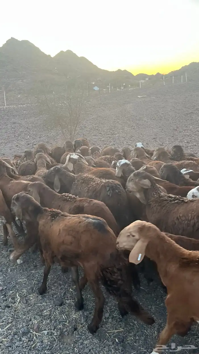 طليان سواكن حمري جادعان مرابى 8