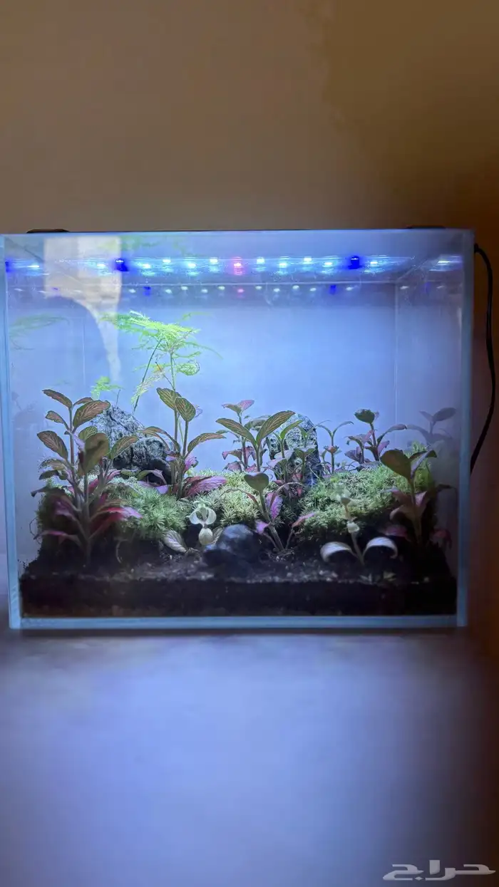 حوض زراعي تيراريوم 0
