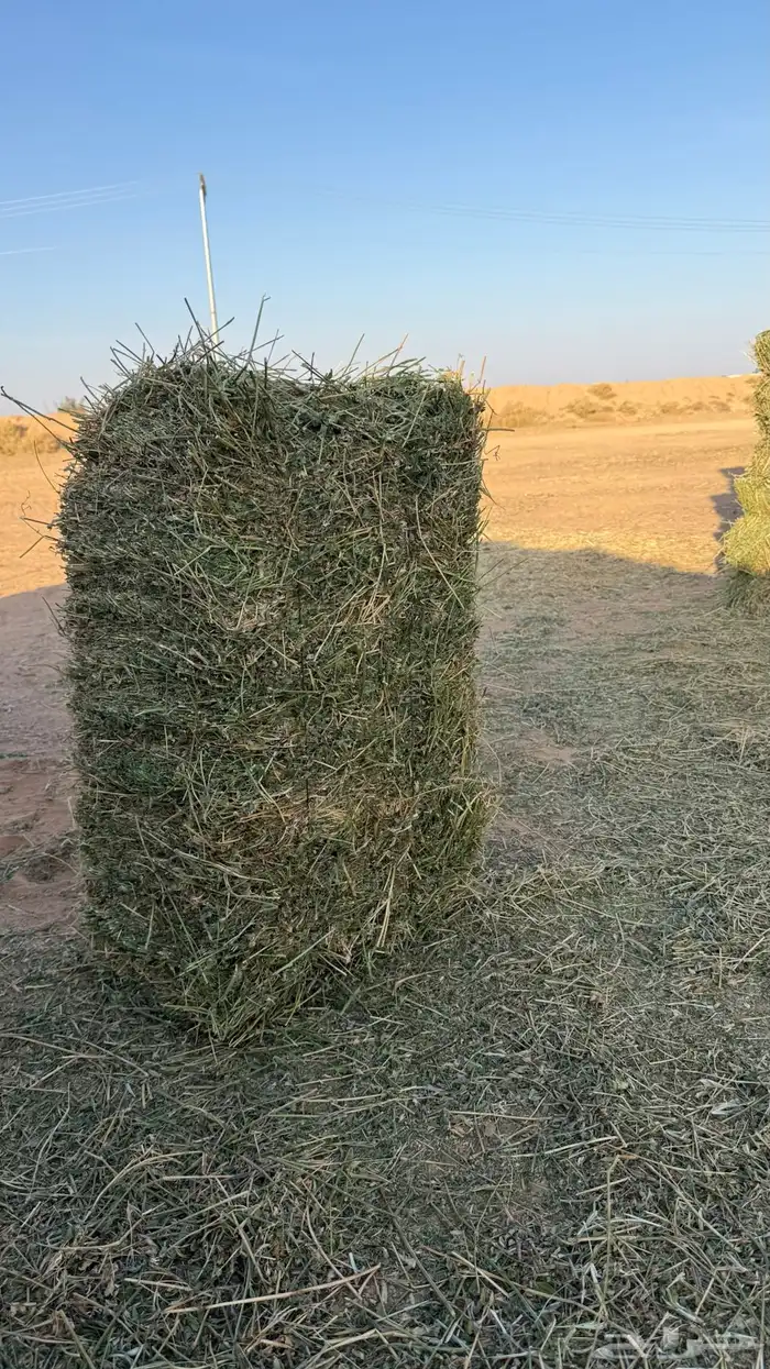 برسيم صافي وطيب العدد 2300 3