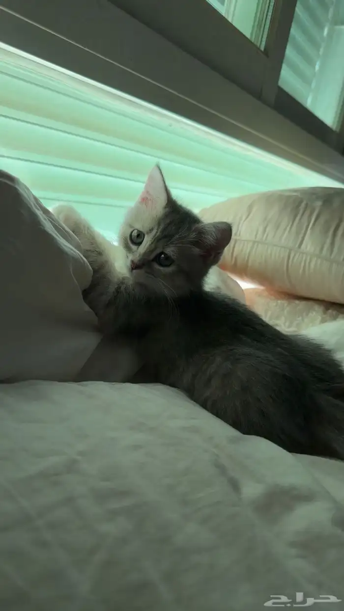 قطه صغيره للبيع 0