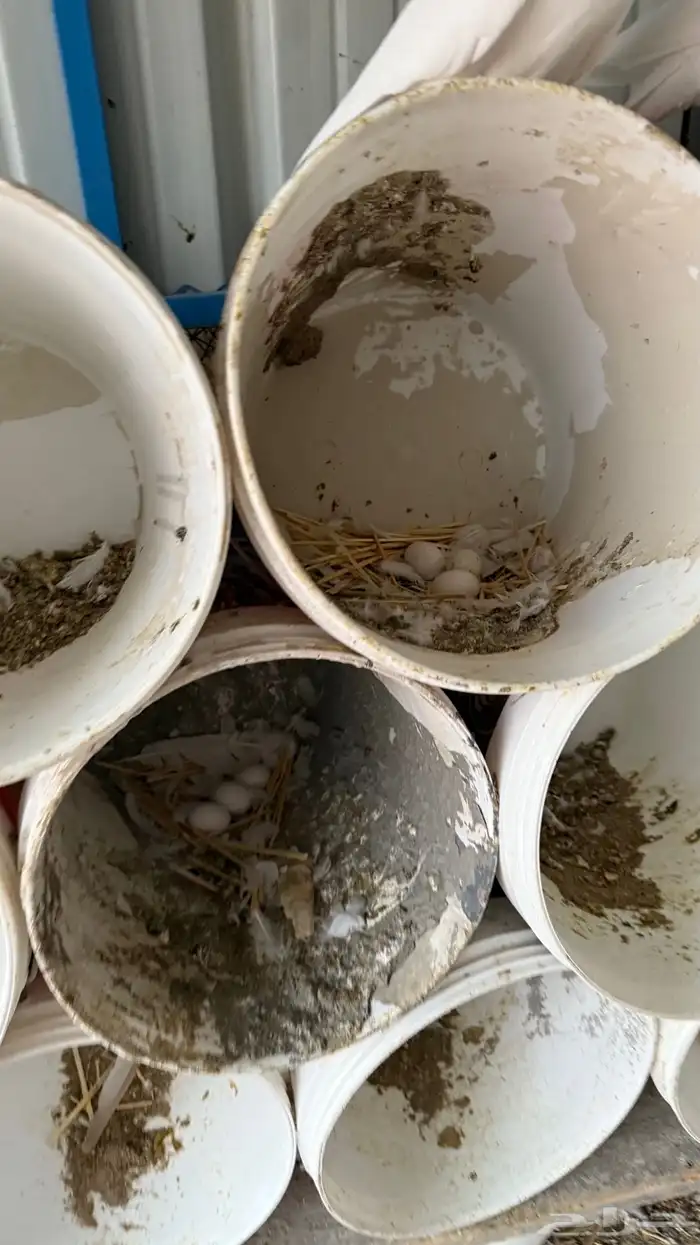 حمام فرنسي فاخررر ومنتج 10