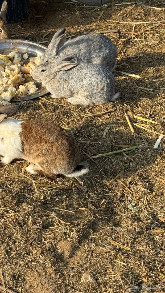 ارانب للبيع 2