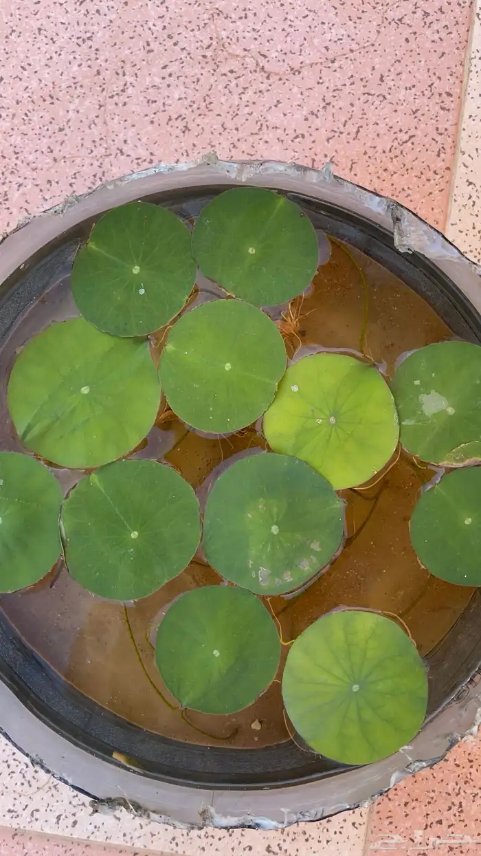 نبات اللوتس المائي 0