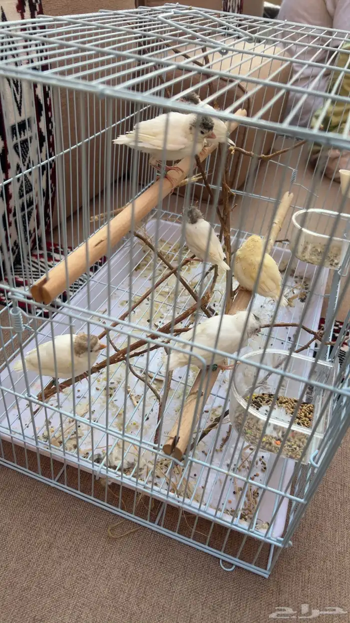 فروخ كناري 2