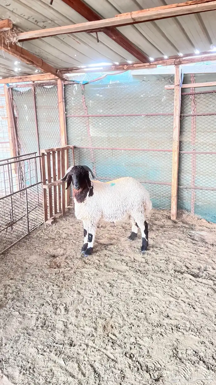 فحل نعيمي صنف 2