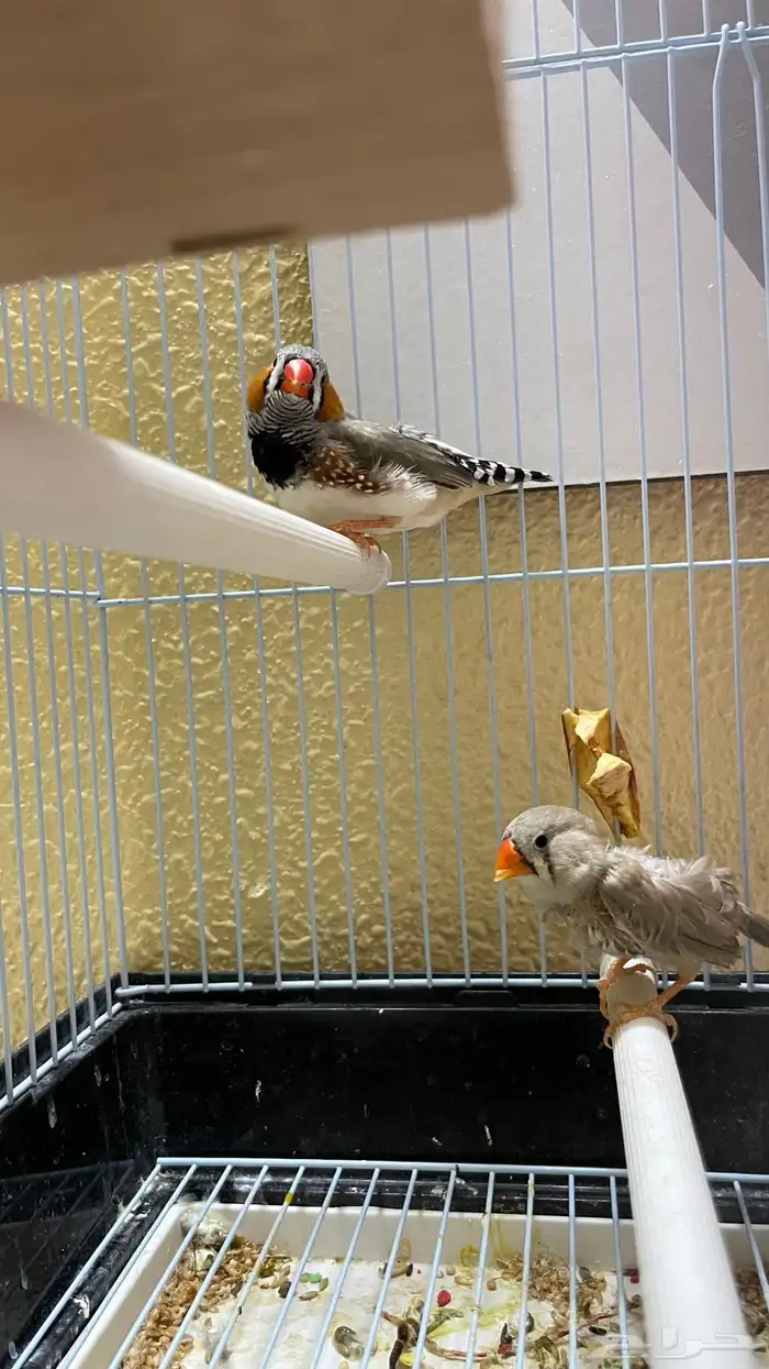 جوز زيبرا تحته بيض 4