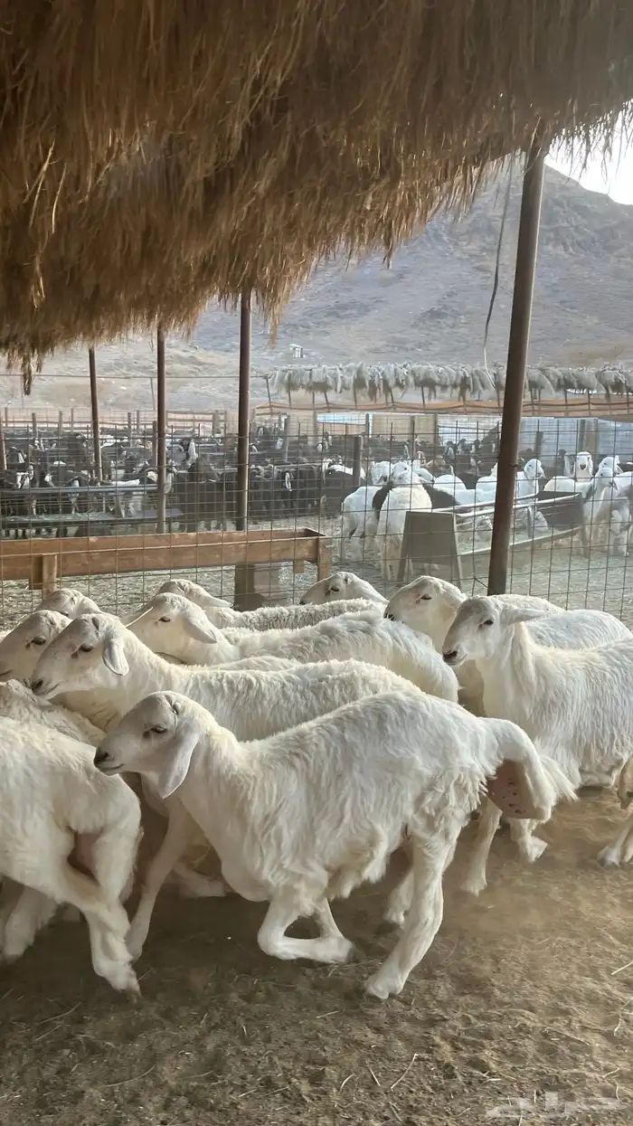 طليان حري ذبائح جادعان 18