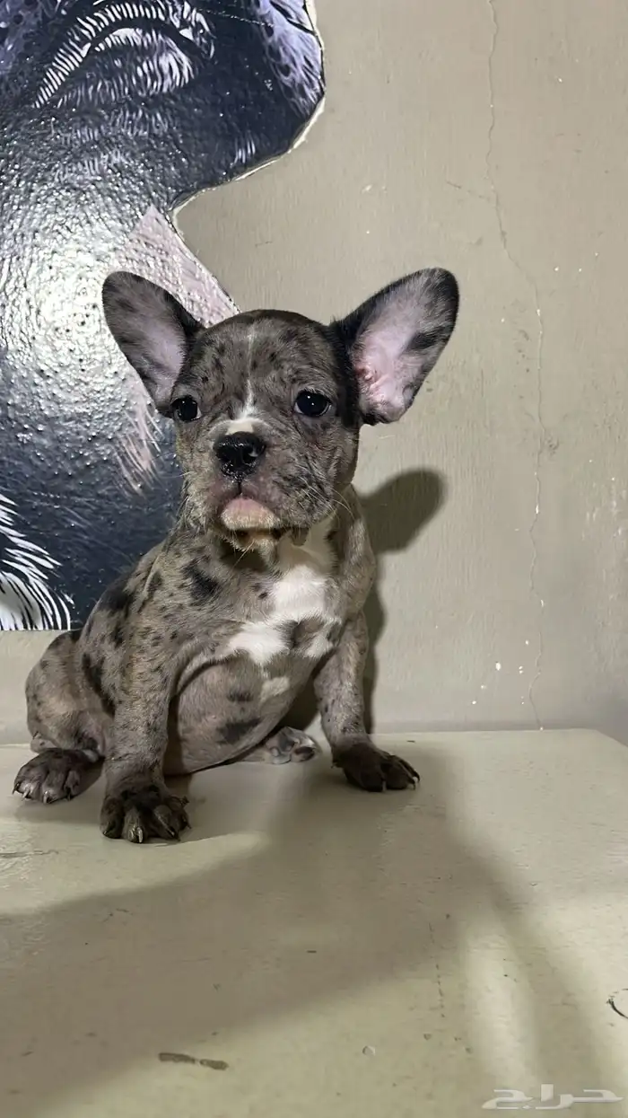 جراء فرنش بولدج 3