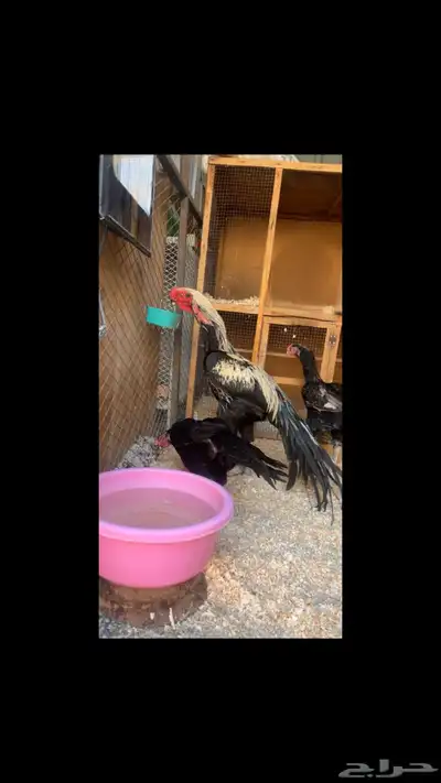 طقم اذناب الهند index