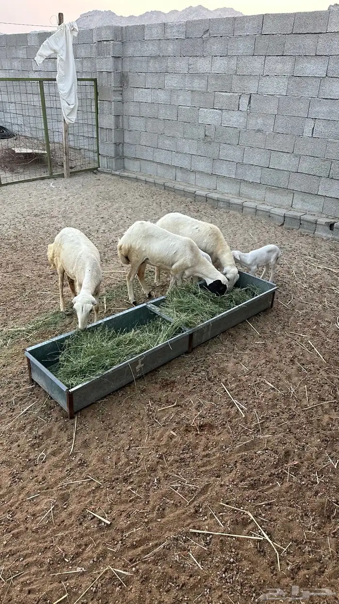 ضان رفيديات 3 بعيالها 1