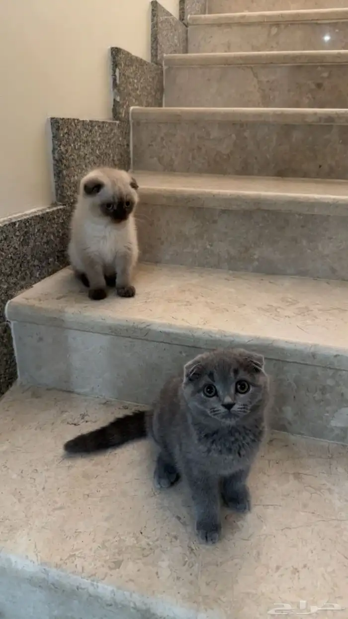 قطط للبيع 0