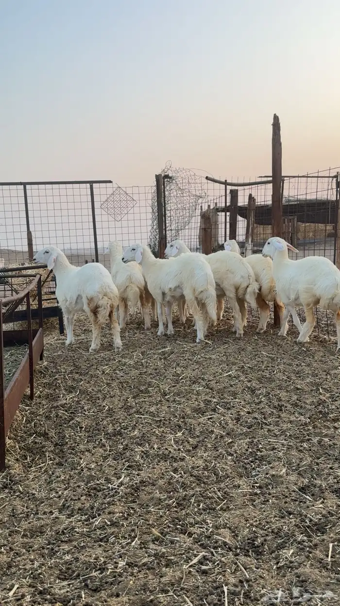 رخال حرية صنف الصنف العرض 2 للاعلان السابق 13