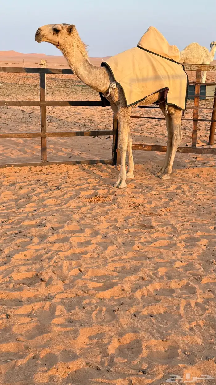 قعود ابوه تمامي 0