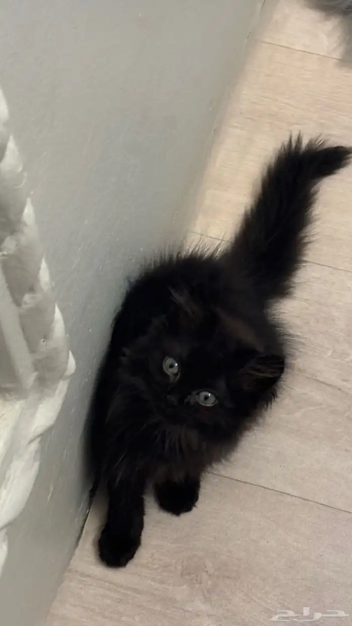 قطه شيرازي مخلوط لون اسود مميز 0