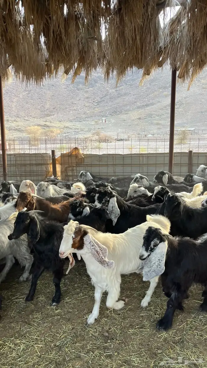 تيوس عوارض جادعان 3