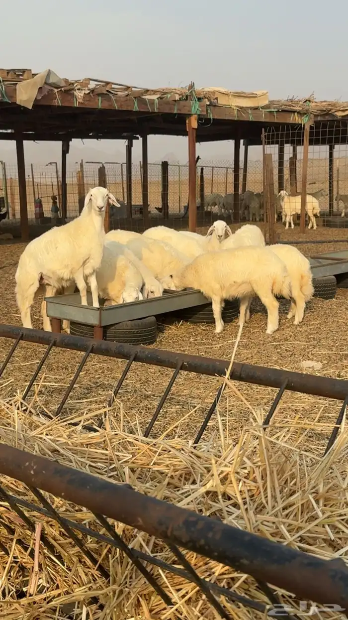 رخال حرية صنف الصنف العرض 2 للاعلان السابق 3