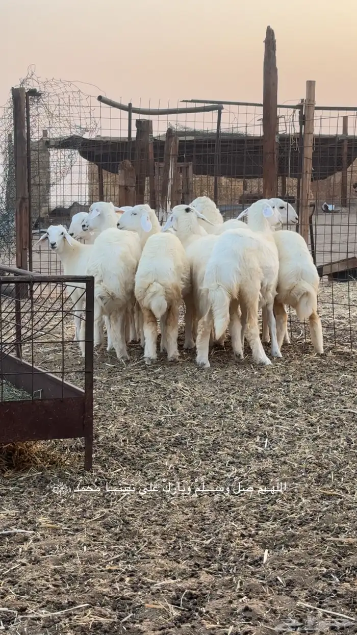 رخال حرية صنف الصنف العرض 2 للاعلان السابق 9