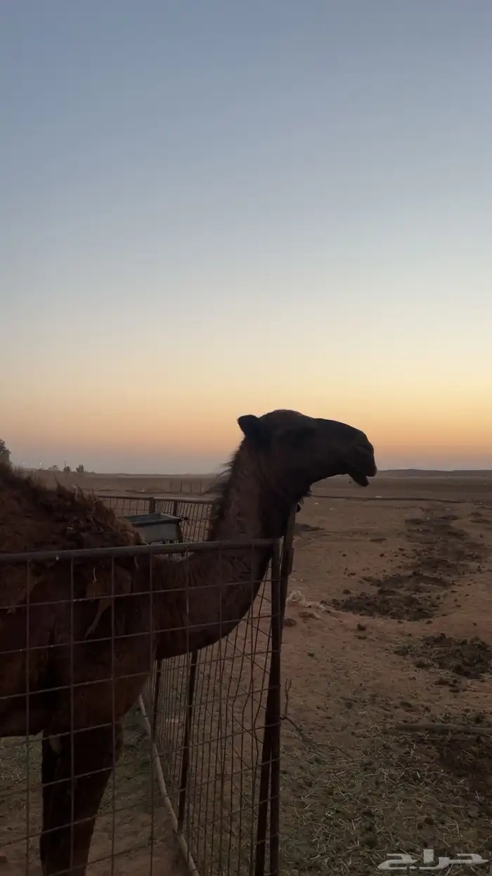 حاشي مفرود 3