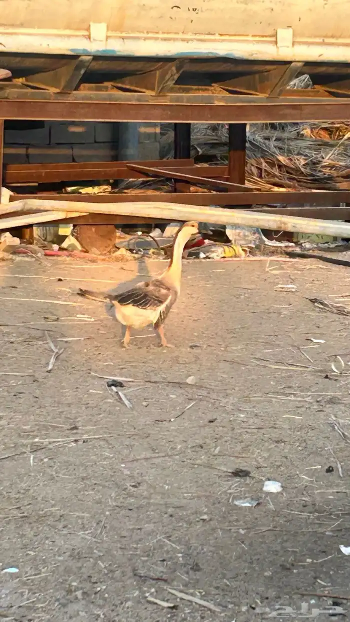 وز عراقي (كوبرا) 7