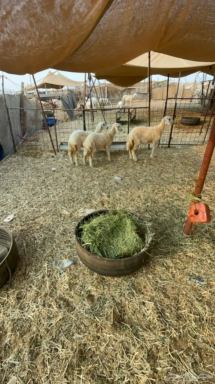 رخال حريه عدد3 مراح واحد 1