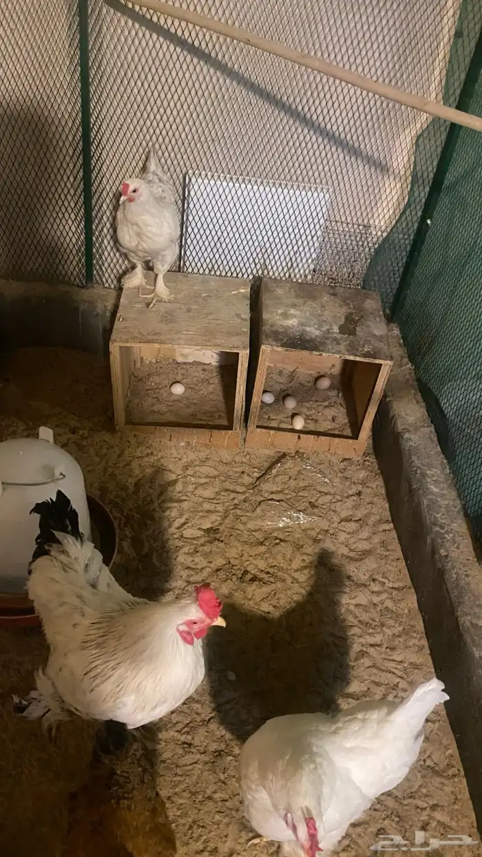 للبيع دجاج امريكي اللي له خاطر يجي 2