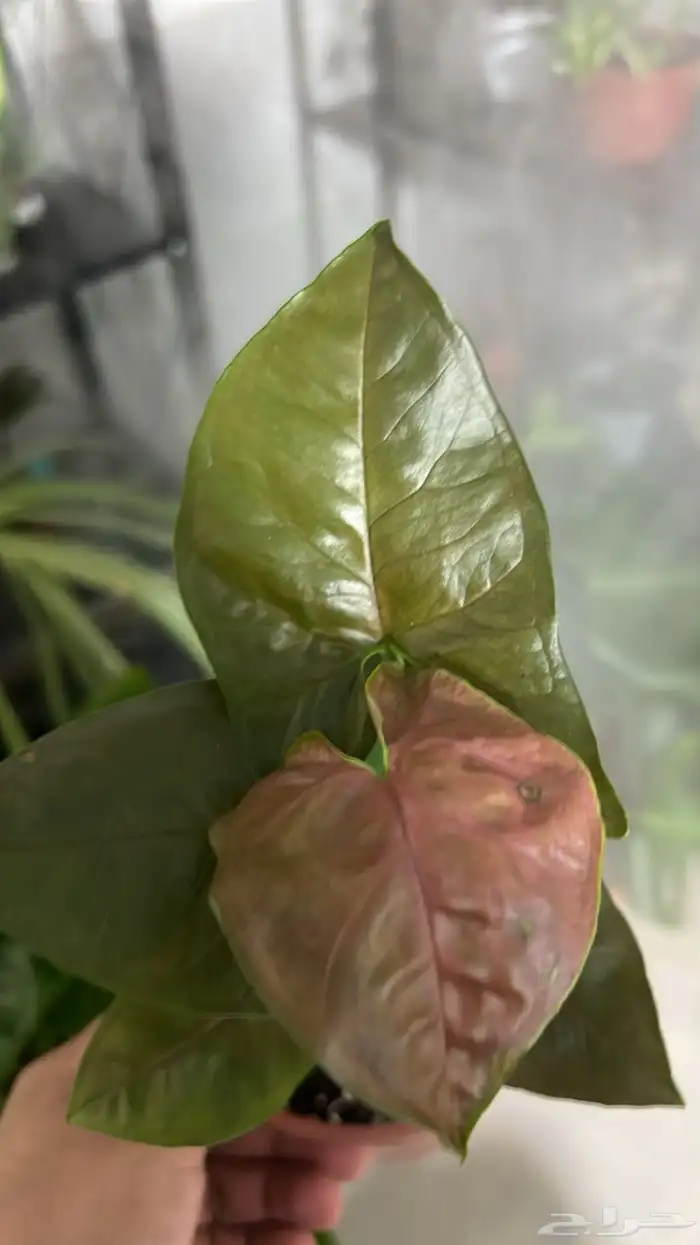 نباتات داخلية للبيع 27