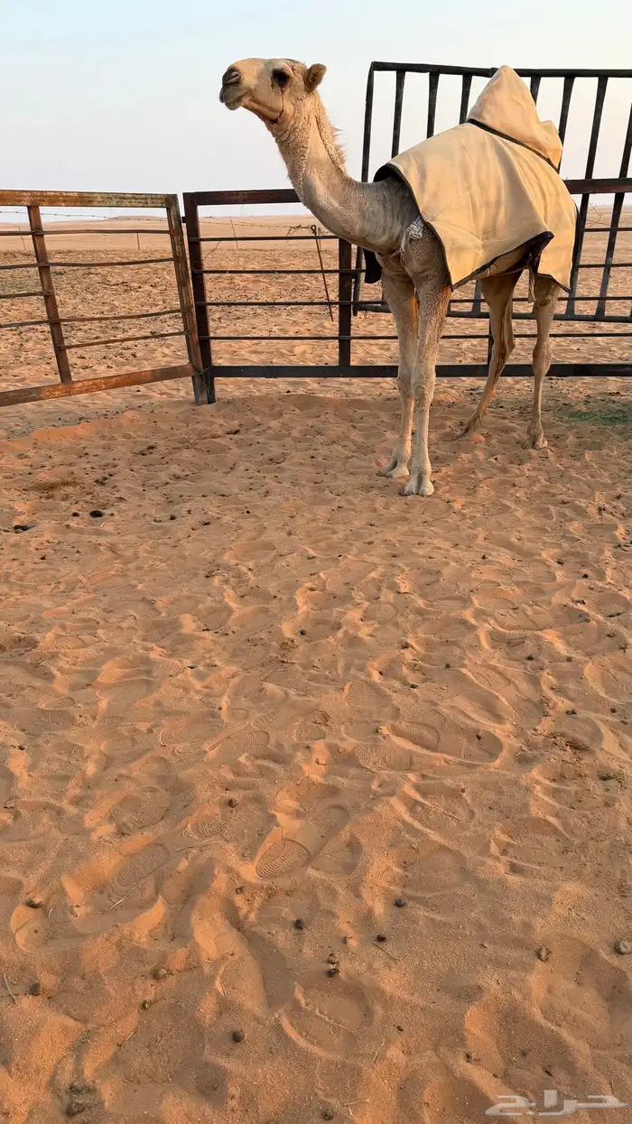 قعود ابوه تمامي 2