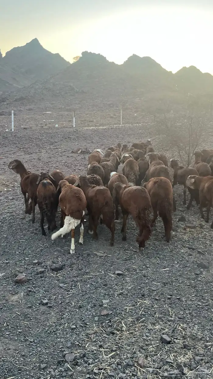 طليان سواكن حمري جادعان مرابى 15
