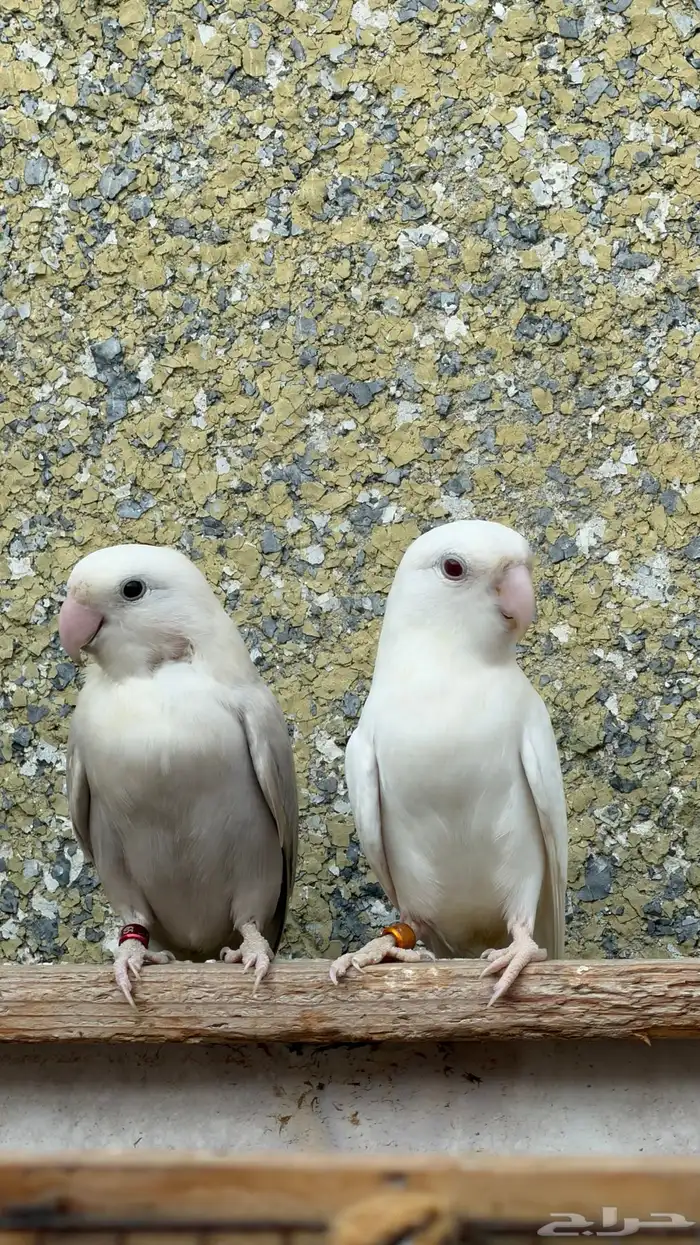 روز روز منتج 0