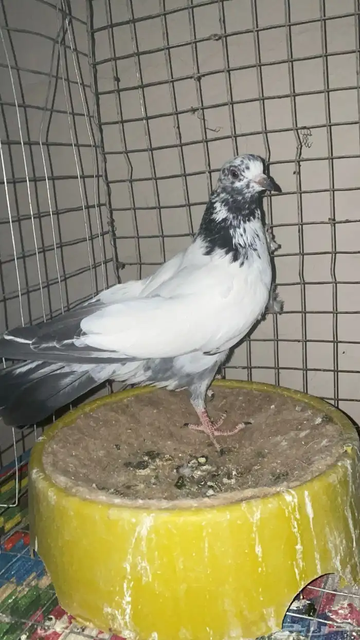 حمام باكستاني(((تمم البيع)) 2