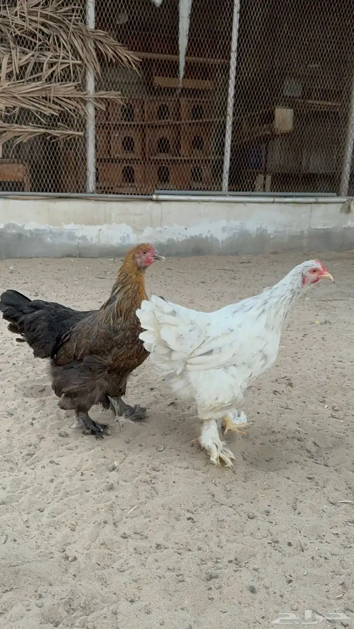 للبيع دجاجتين براهما 5