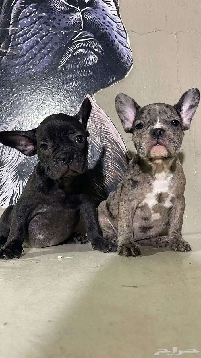 جراء فرنش بولدج 2