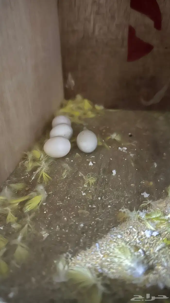 جوز روز لاتنتيو منتج شرط 3