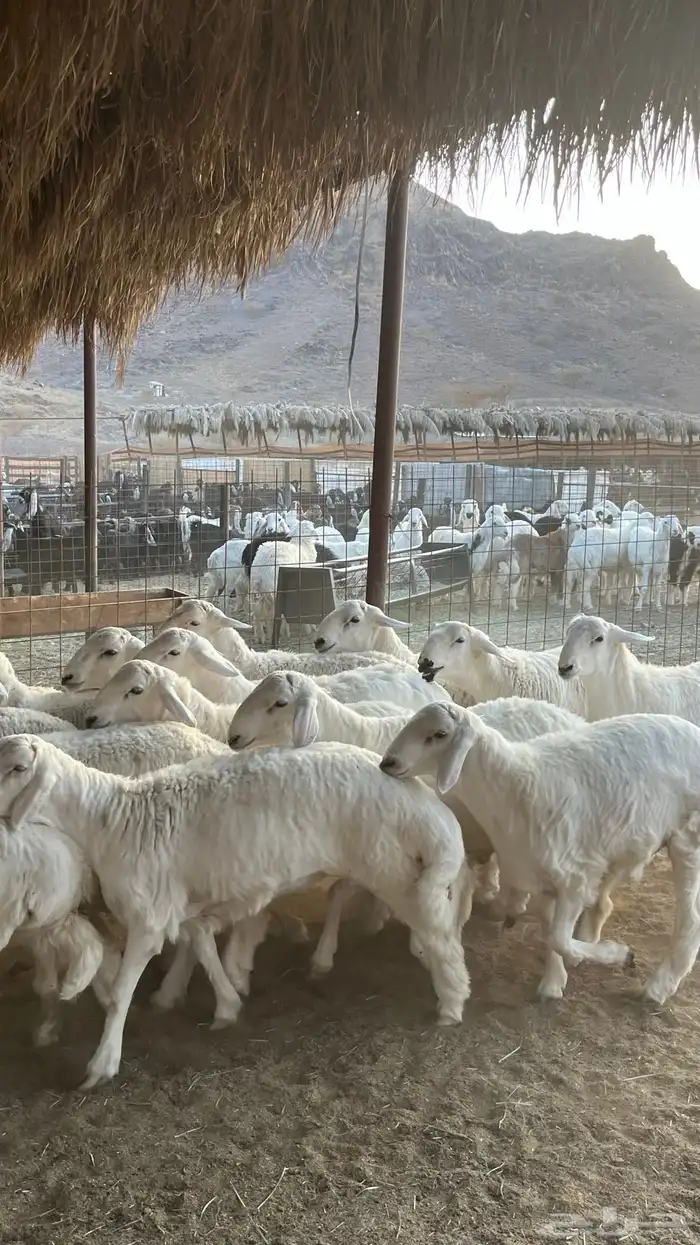 طليان حري ذبائح جادعان 19