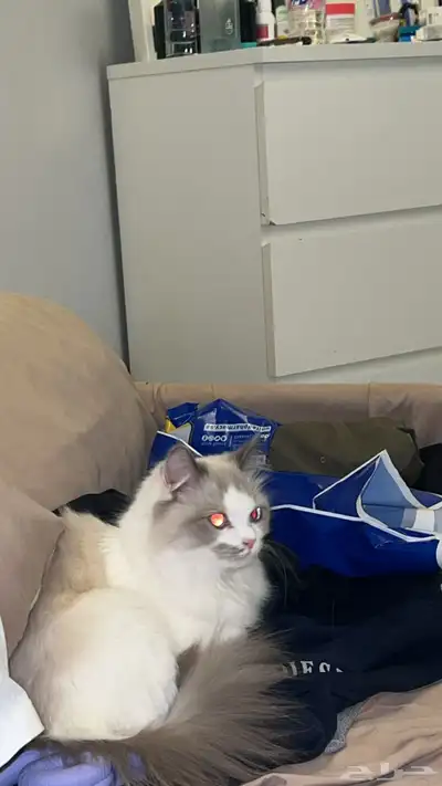 قطة للتبني 0